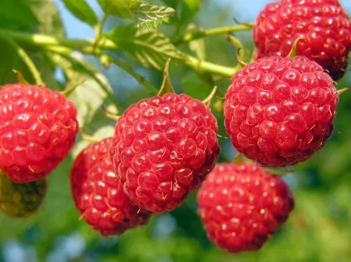 Fresh red raspberries